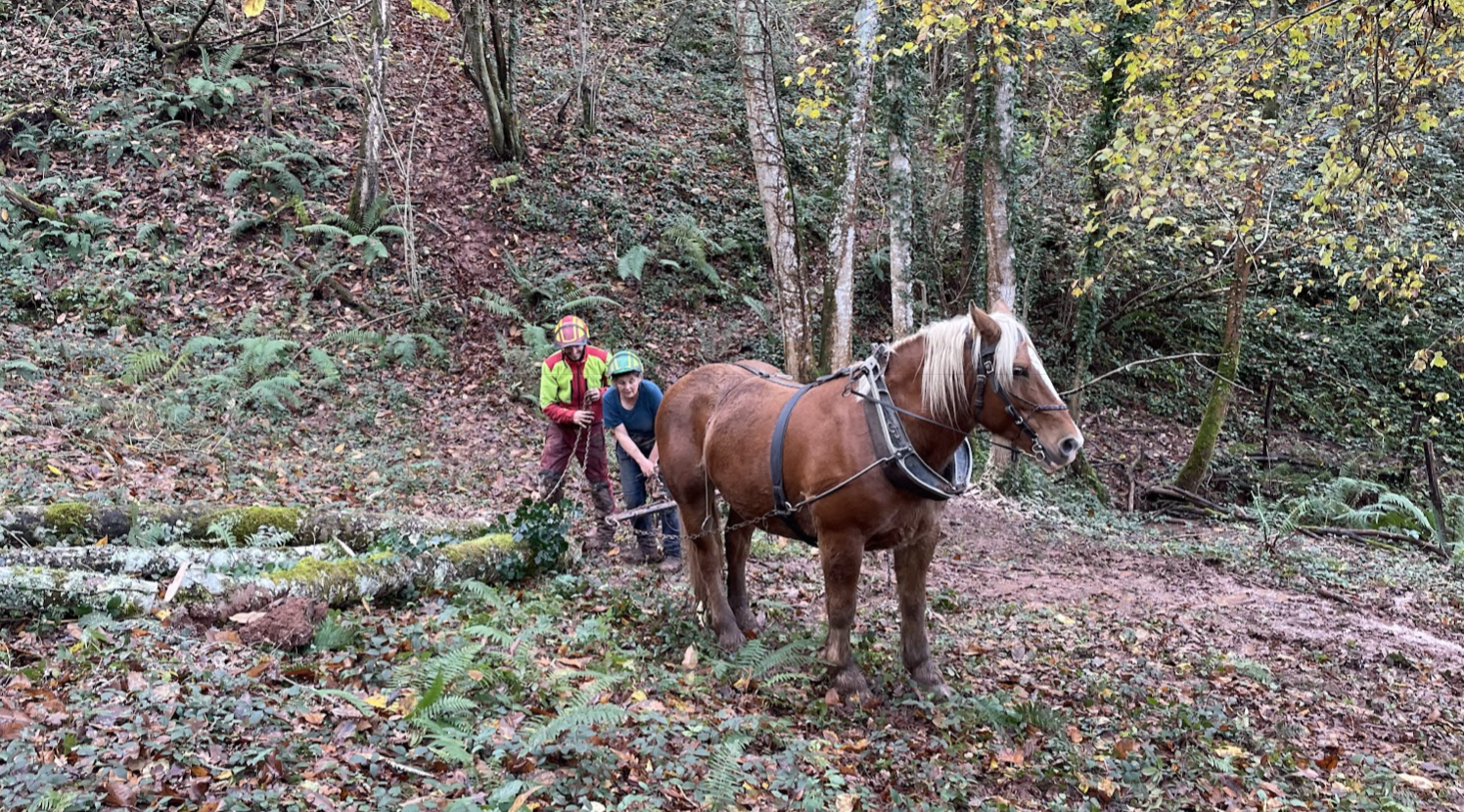 Préparer une coupe d’amélioration avec débuscage par traction animale